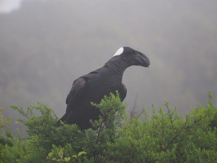 Thick-billed raven&nbsp;