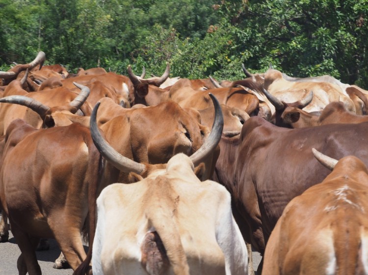 A typical traffic hazard