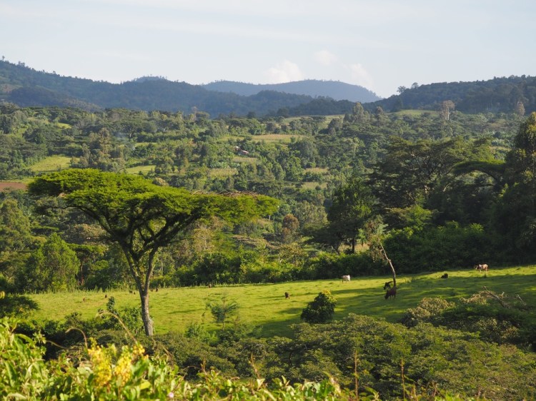 More shades of green