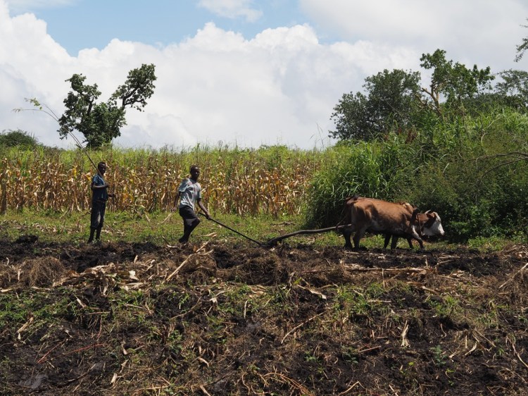 Hard, hard work in the fields