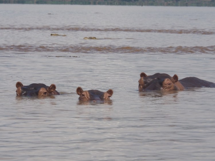 Dad said crocks and hippos were a bad combination because hippos tip your boat over and crocks eat you !!!!!!!!!!!