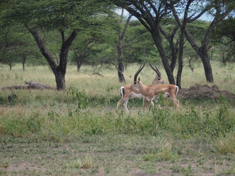 Grant's gazelle, posing beautifully!