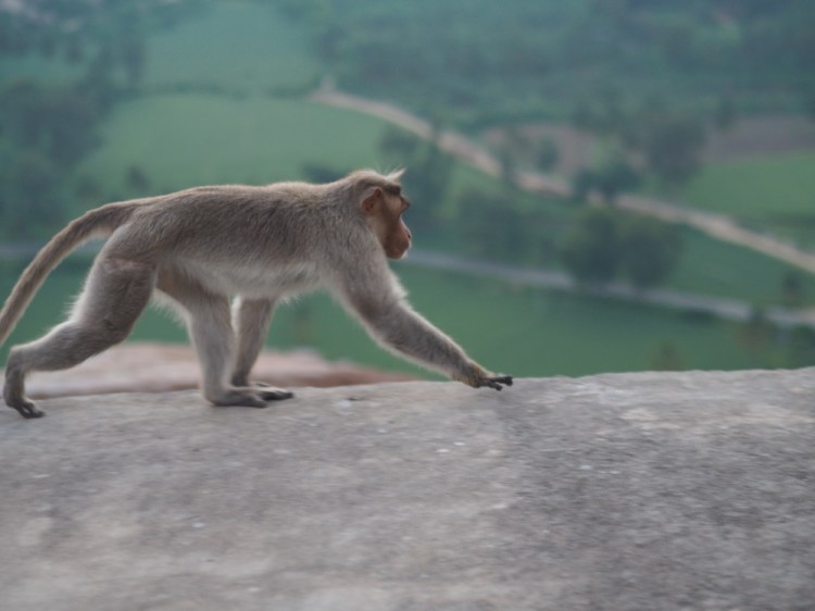 How are you doing, monkey?!