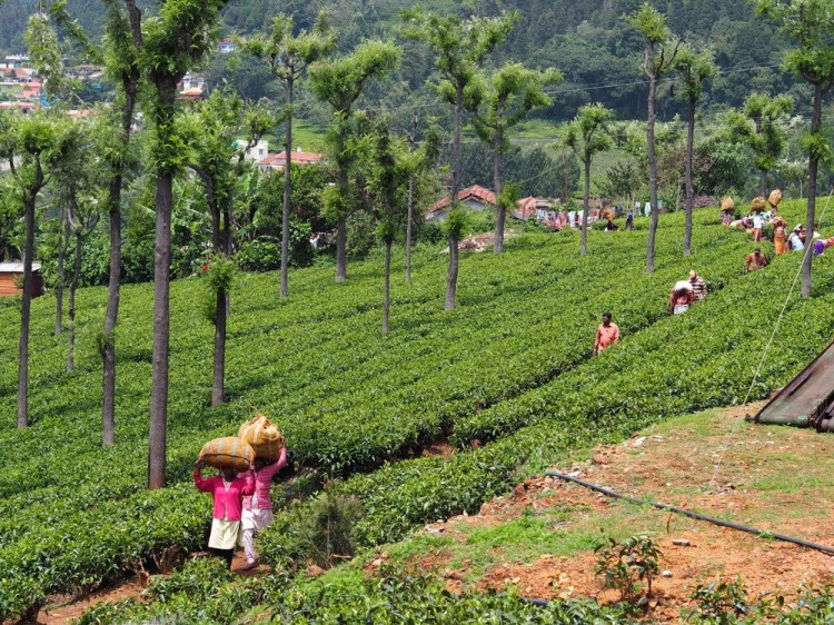 Tea plantations in and around Coonoor