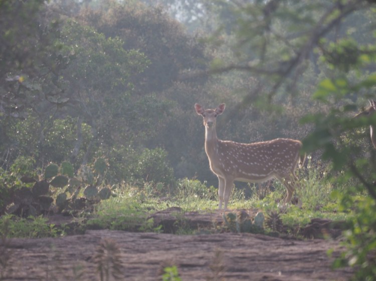 Spotted deer and a couple of bison were just about the extent of our wildlife spotting until the night time wild elephant adventure