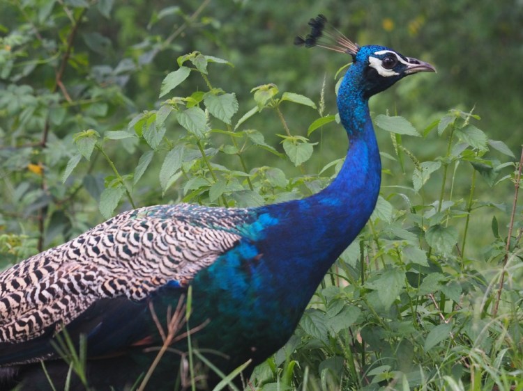 Oh yes, and a few peacocks... but my Dad has one (Percy!) who regularly visits his garden in Preston, so this didn't generate too many oohs and ahhs! Where are those tigers and leopards??