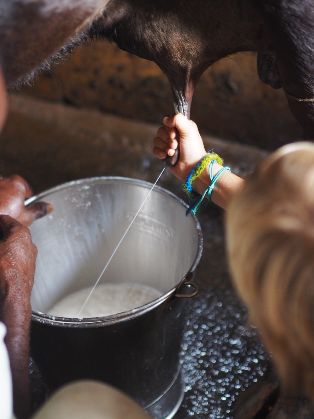 Cow milking - another arrow in Gabriel's ever expanding quiver!