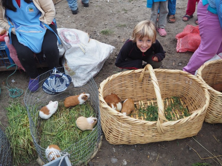 They actually eat guinea pigs here in Ecuador