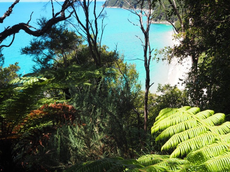 A typical glimpse through the forest at a stunning beach
