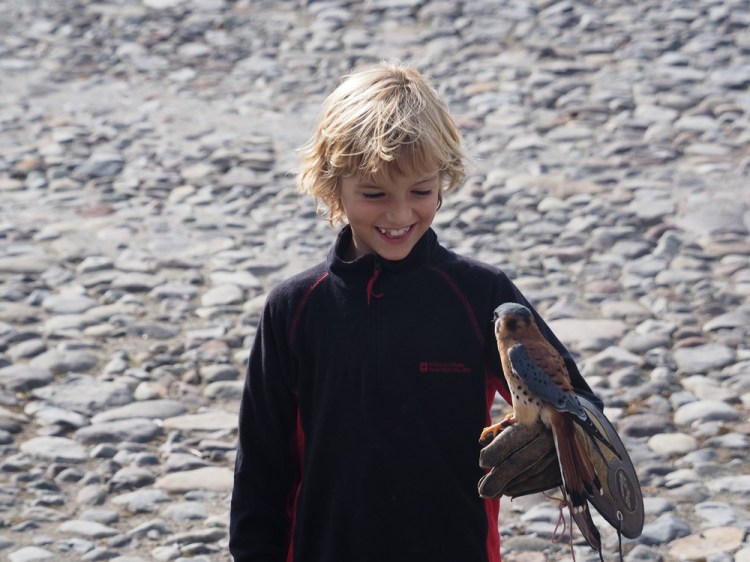 This is me holding a kestrel