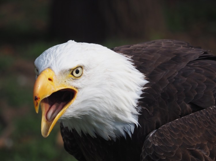 The equally impressive American bald-headed eagle