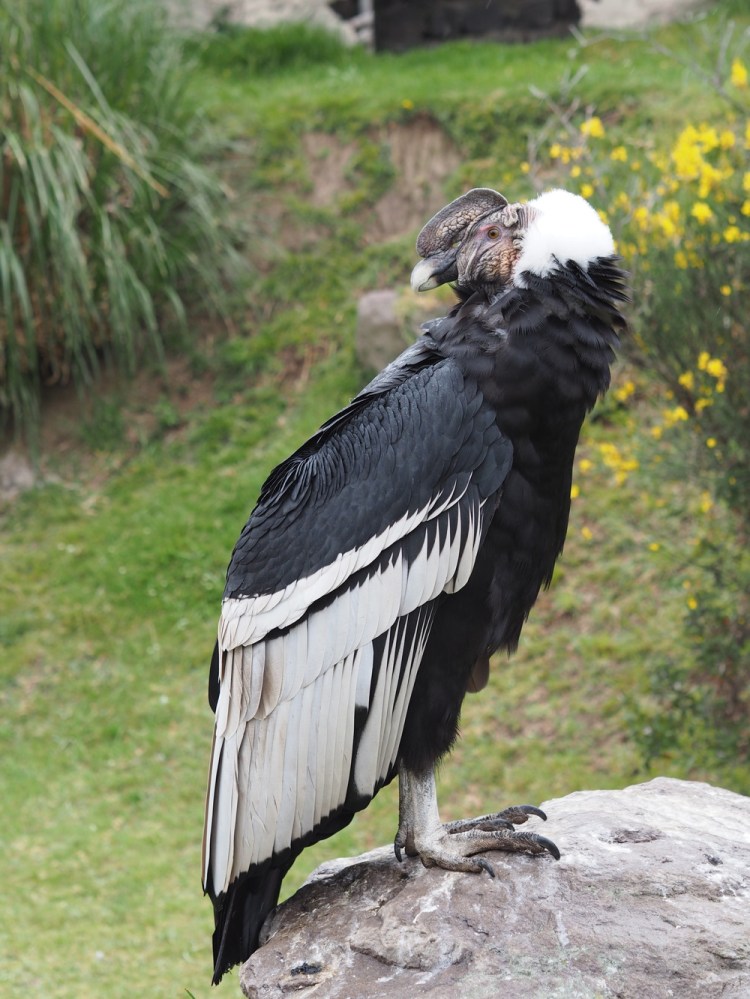 The condor is an impressive bird - this guy is about as tall as MIllie!&nbsp;