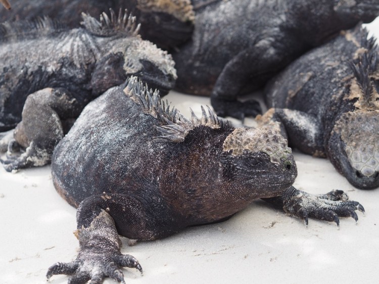 Marine iguanas on the beach at Tortuga Bay