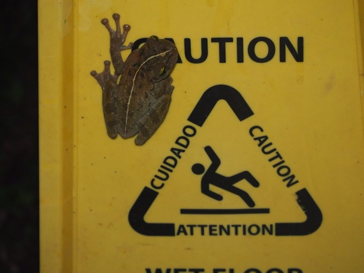 A tree frog with gorgeous feet