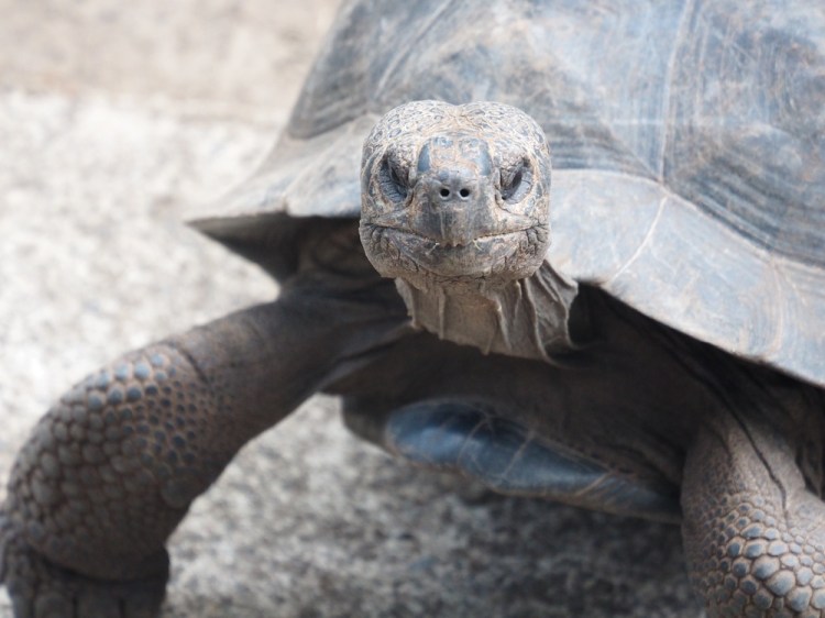 There's a giant tortas breeding centre within walking distance of the hotel. &nbsp;There are several hundred here, ranging from tiny to this 80-year-old breeding adult.&nbsp;