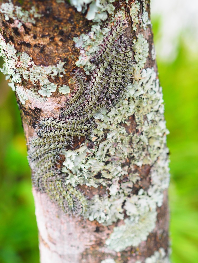 When I went out of my room there was a tree - I felt like climbing it so I climbed it and I put my hand on a load of really spiky caterpillars. They were so prickly - they&nbsp;really hurt my hand. I went and told mum and she was shocked about what had happened