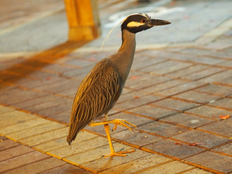 A yellow crowned night heron - he's clearly a volleyball fan!