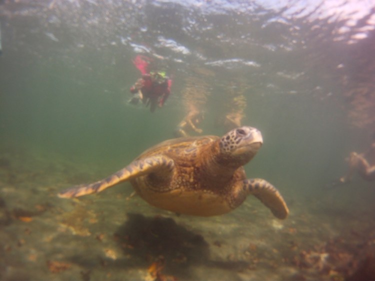 Swimming with the sea turtles was a real highlight.  