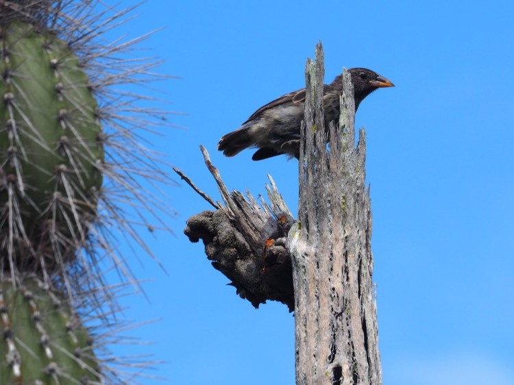 One of the 14 species of finch identified by Darwin on the Galapagos, that were so influential in his thinking  