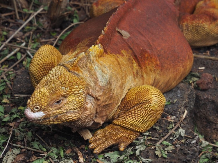 A land Iguana at the Darwin Centre