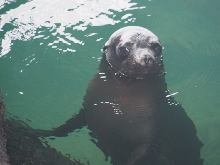 The sealion pup that Jemima swam with