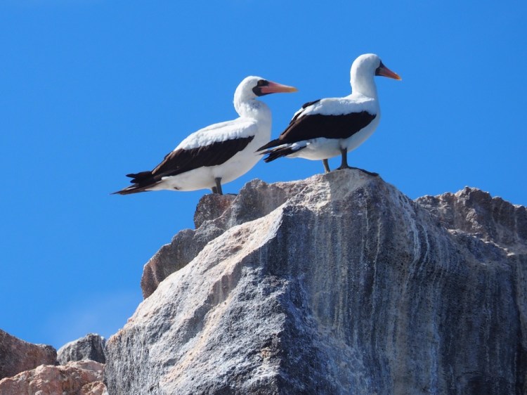 Masked boobies on Union Rock.&nbsp; there are three main types of boobies that live here: blue-footed; red-footed; and masked. They each have their own niche and fish&nbsp;at different distances from the shore, so don't compete with each other for food. I love evolution!