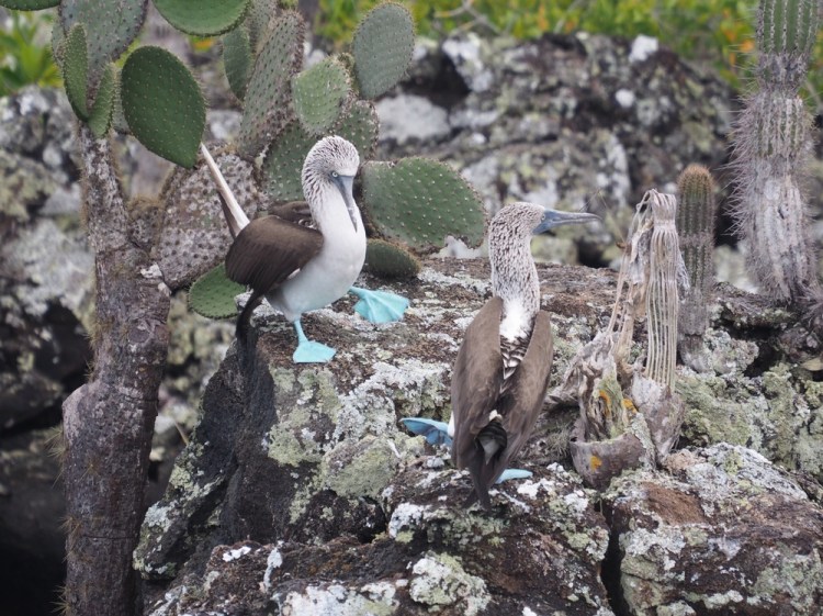 A spot of synchronised foot lifting