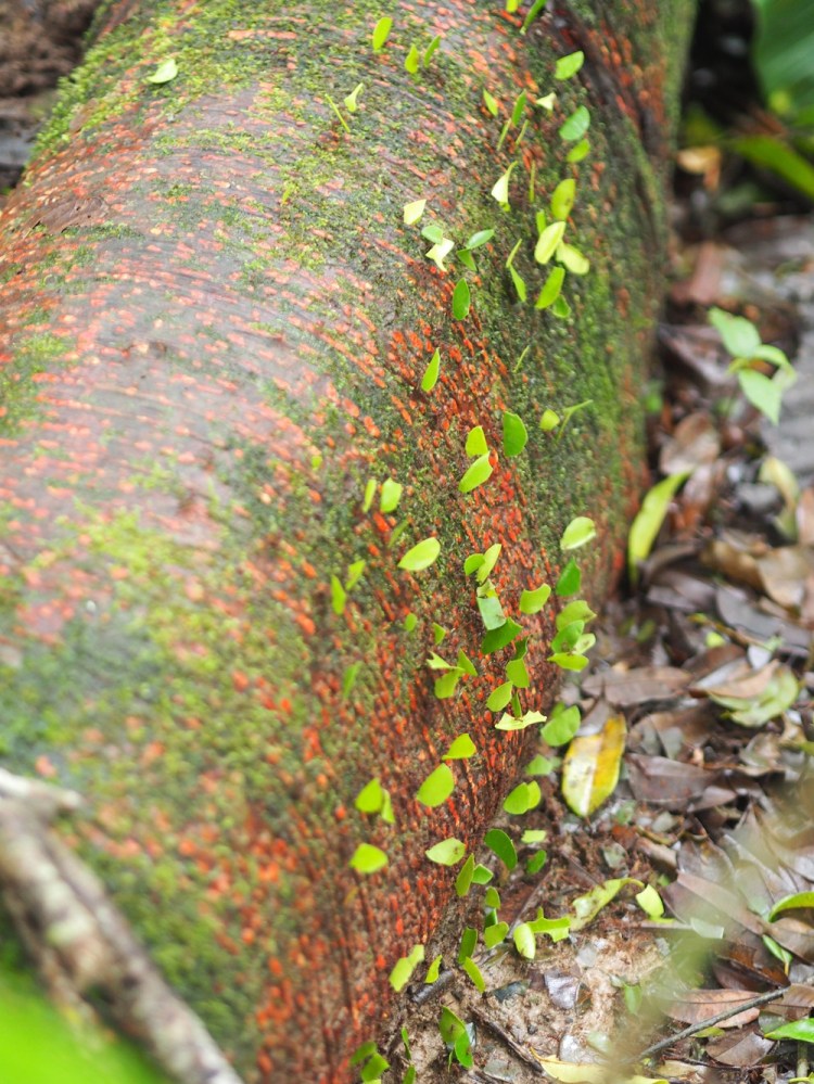 leaf cutting ants- extraordinary! going about their business