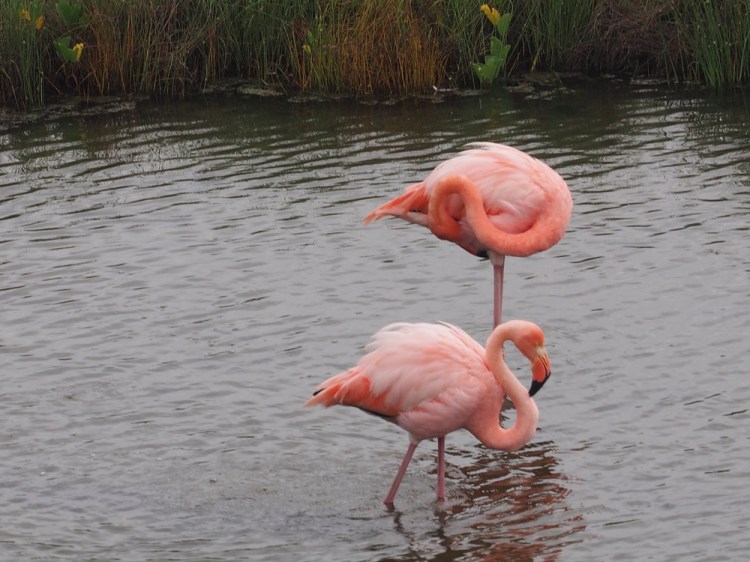 ...and flamingoes