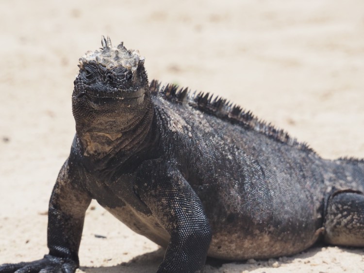 There are marine iguanas everywhere you look here