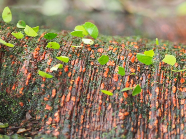 The leaf cutter ants  