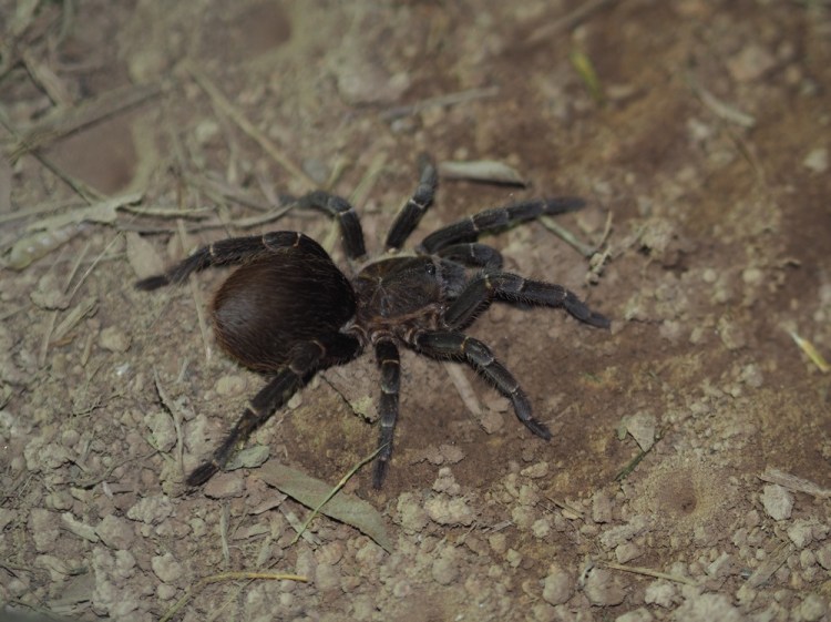 A huge hairy taranchula