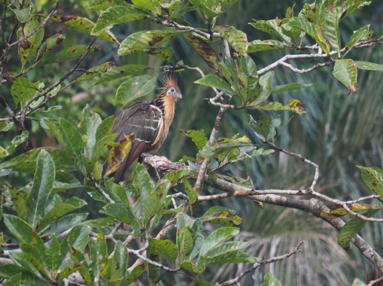 The strange, noisy, hoatzin