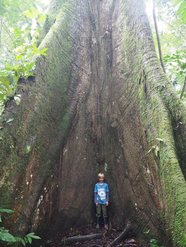 This is a ginormous tree