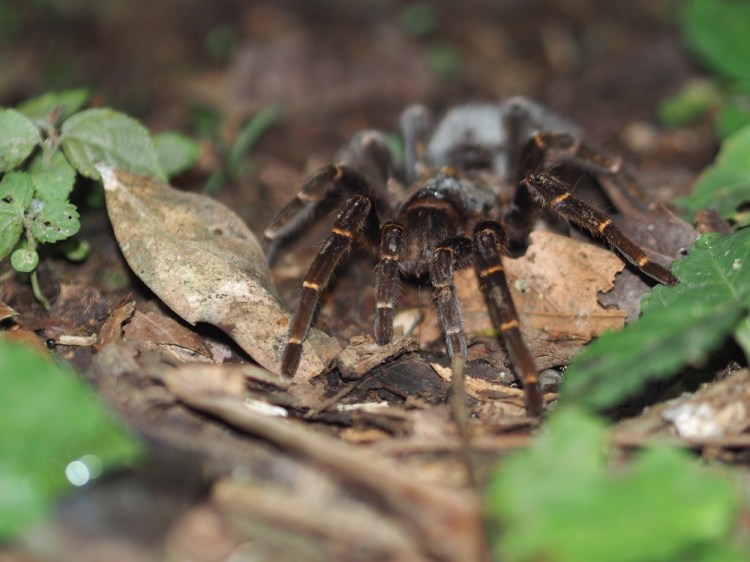 The tarantula that cost us our refund!