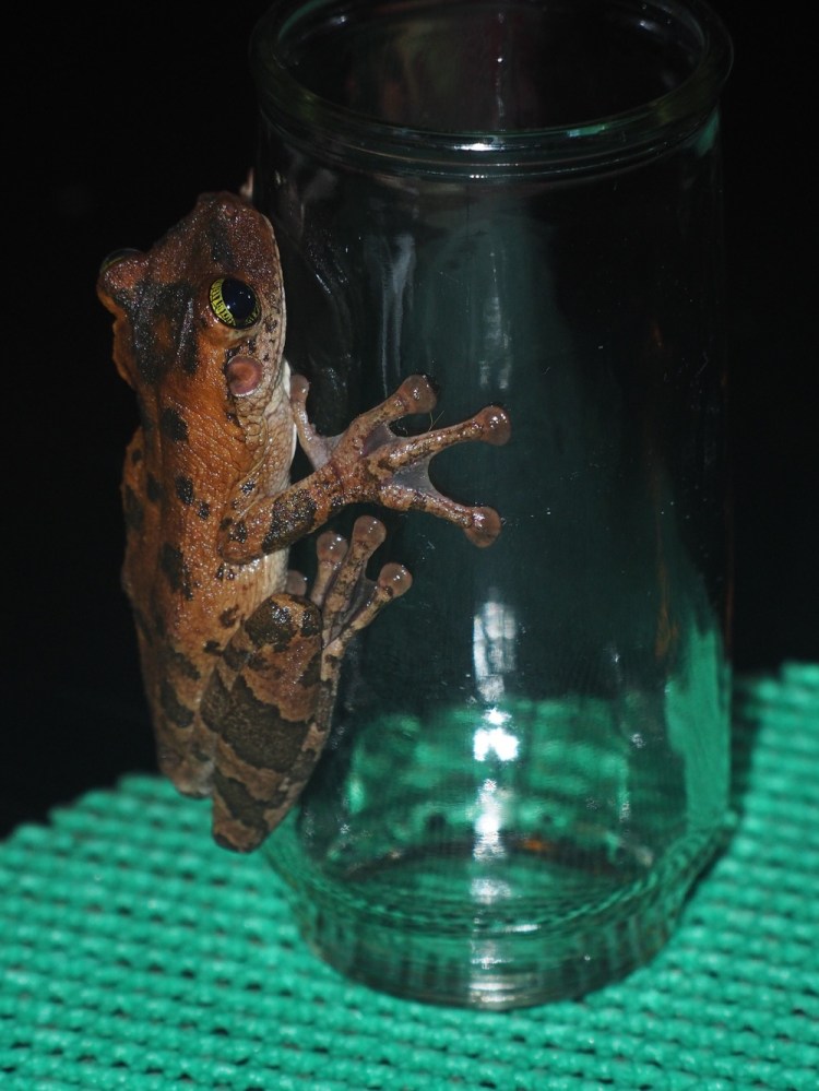 This frog made Jemima shriek by jumping onto her hand after dinner!
