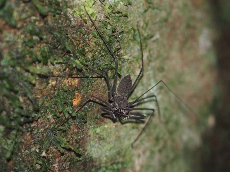 This scorpion spider is also about the size of my hand; when fully grown they can be as large as a dinner plate - eek!