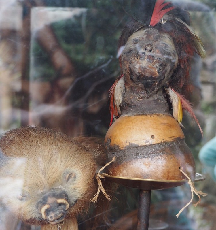 This was a shrunken head in a museum  
