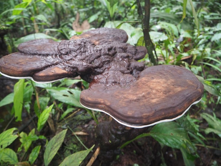 ...and the 'immortality mushroom'