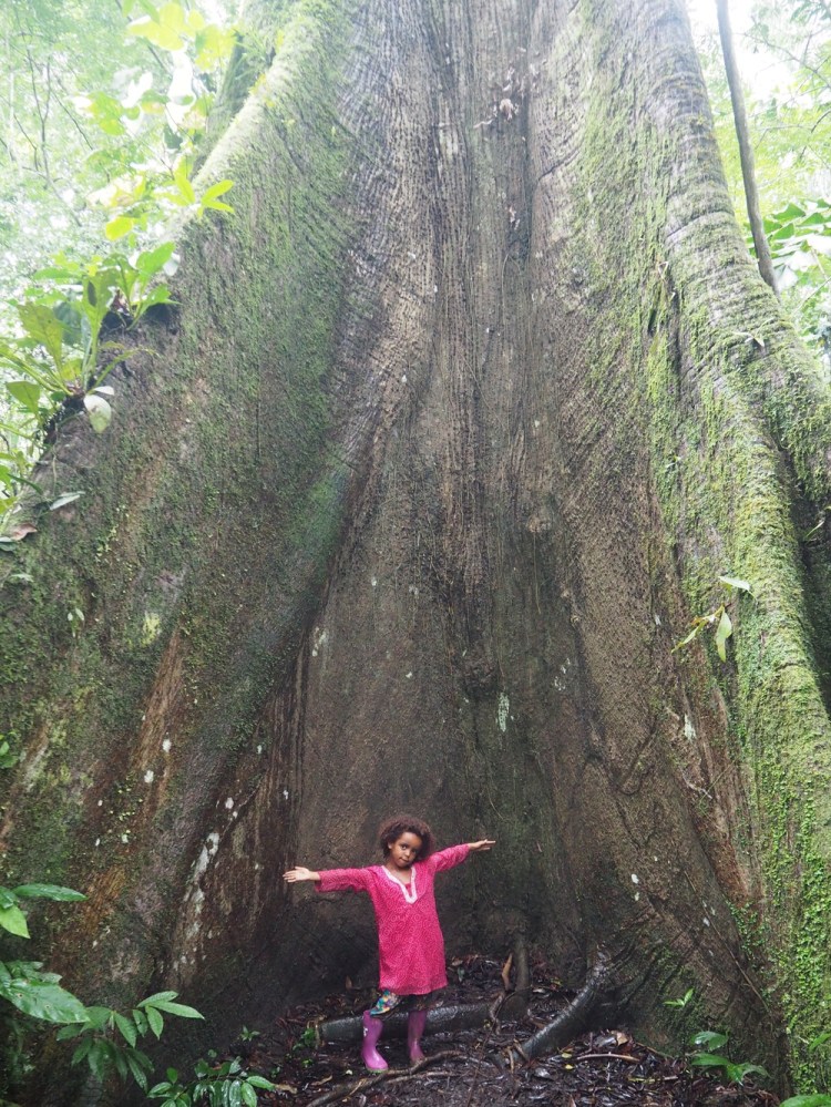 A serousy large Ceiba tree - those are what I call buttress roots!