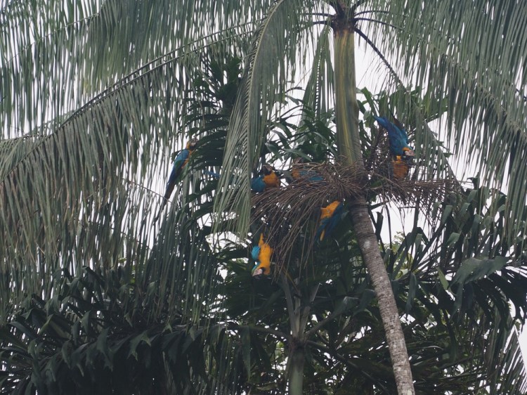 A great display of yellow & blue macaws