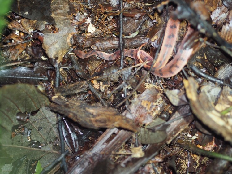 Can you see the snake ? This is at night time? 