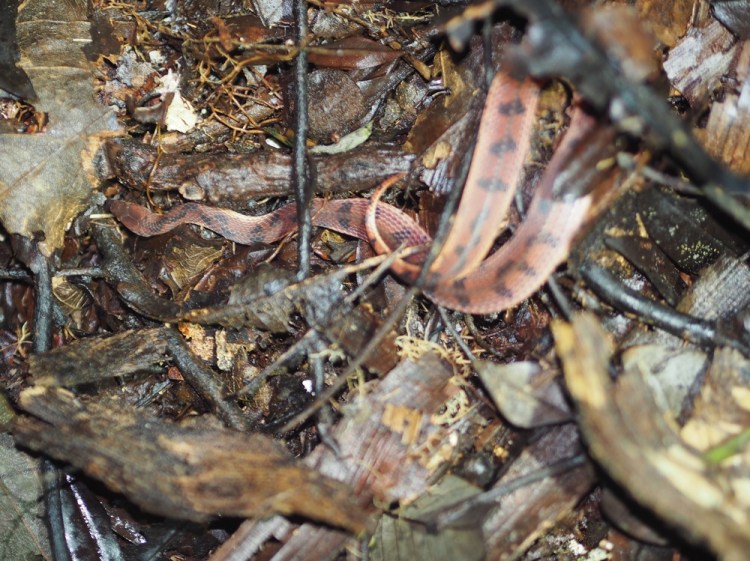 A snail eating snake - one of the very few snakes we've seen on this trip. 