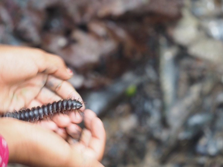 a millipede