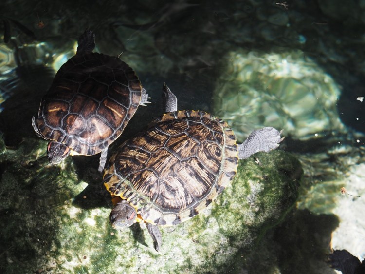 We saw these turtles when we went swimming in the cenote