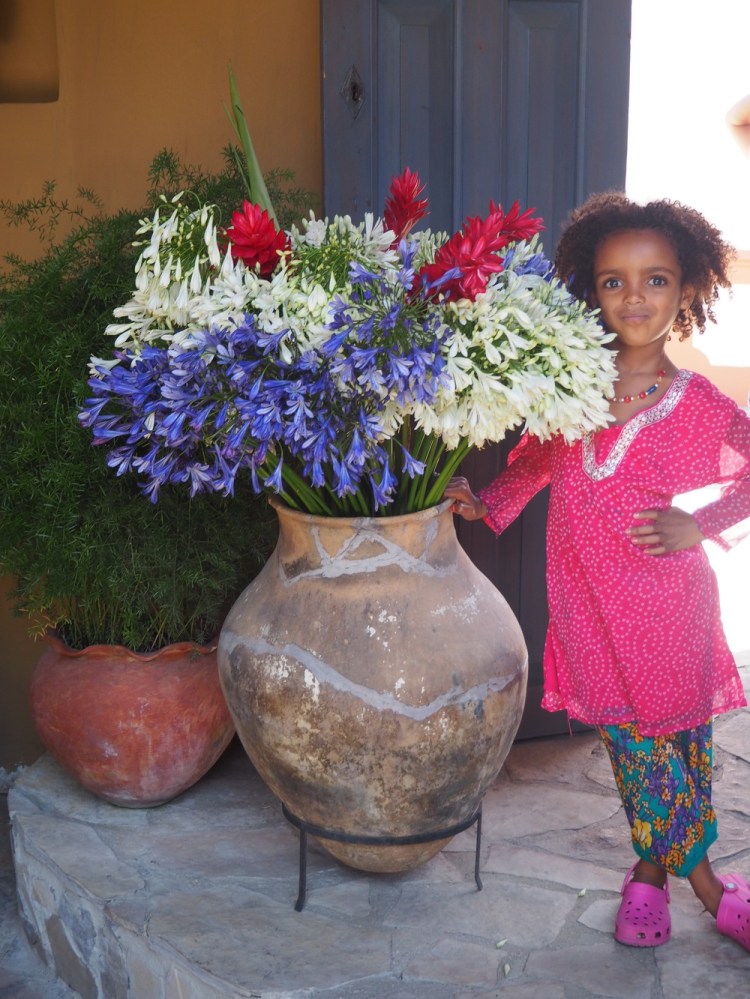 Agapanthus everywhere