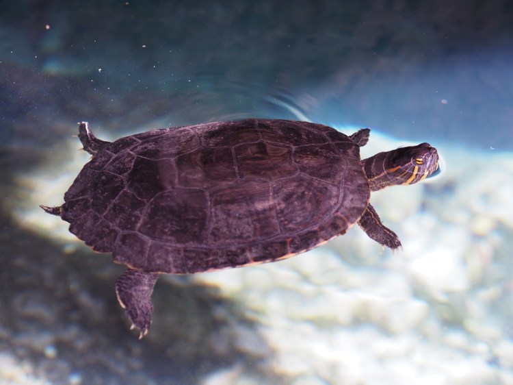 Turtles swimming in the cenote
