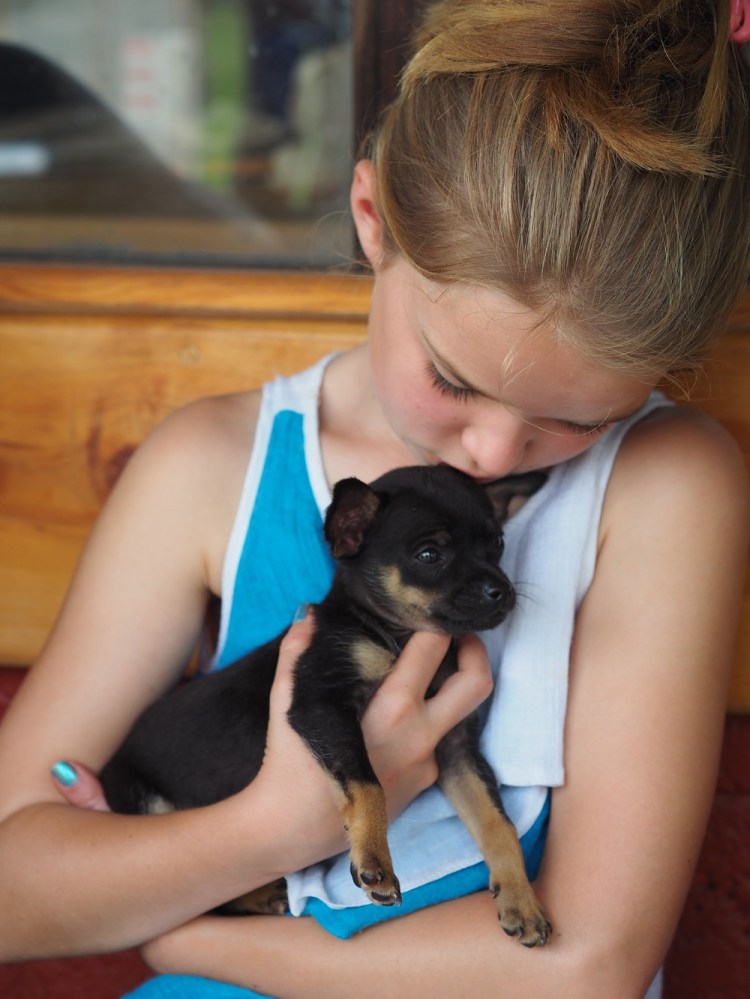 Please can we take a puppy please mummy,