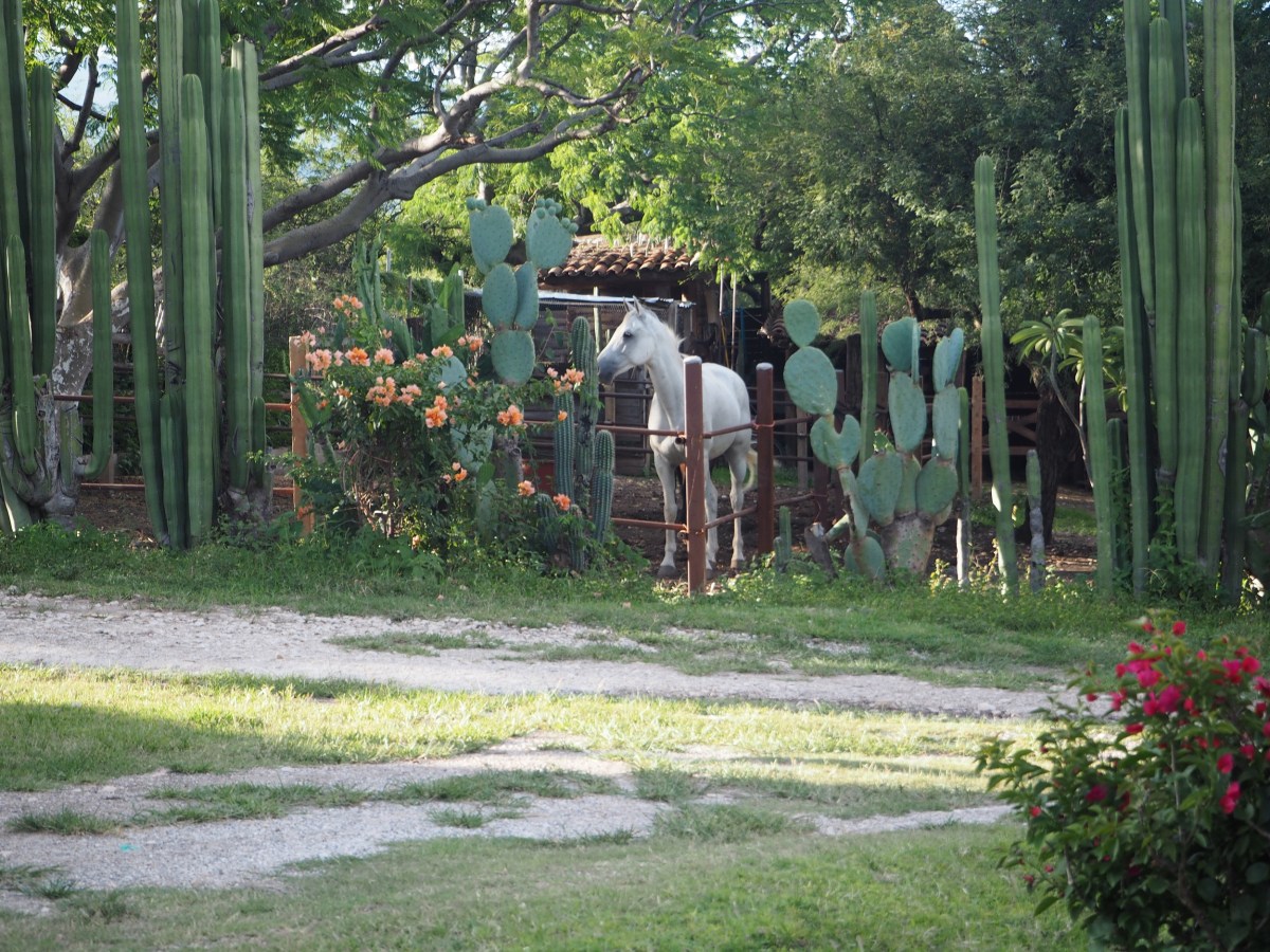 Mexico- A life more&nbsp;rural