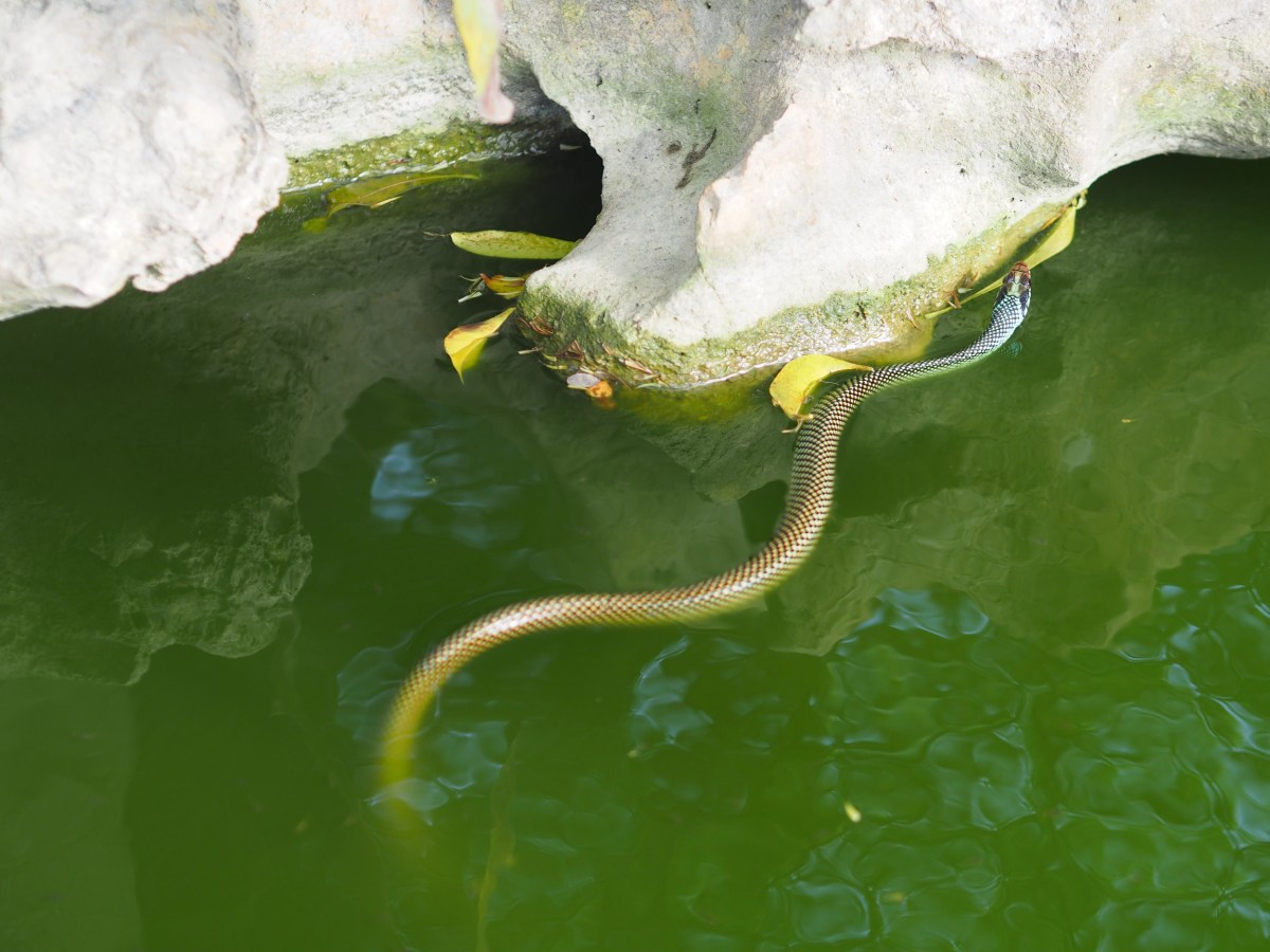 Mexico Tulum – A Load of&nbsp;Refreshment